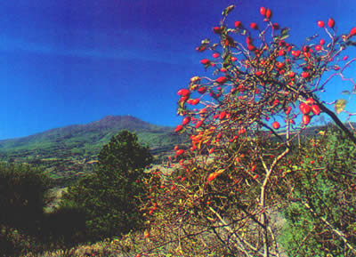 Vista della Montagna da Contignano